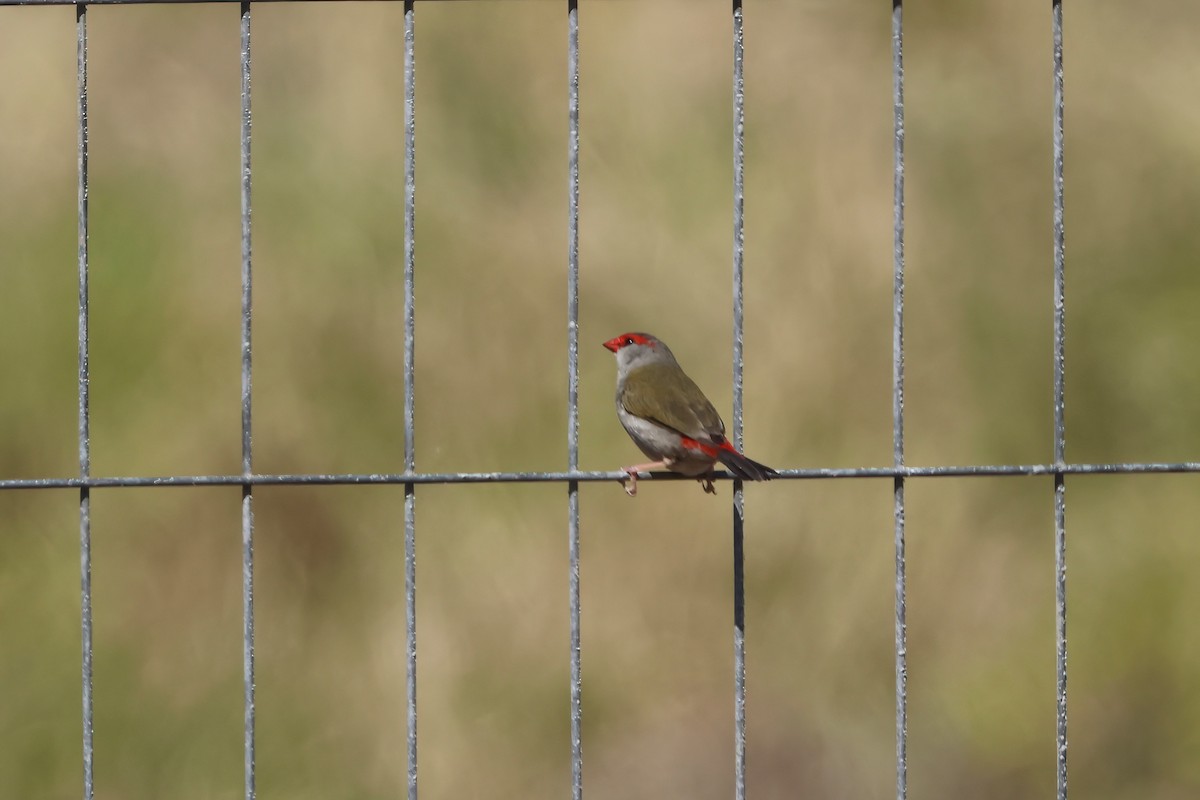 Red-browed Firetail - ML642876756