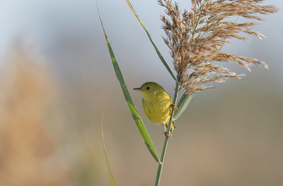 Yellow Warbler - ML642876758