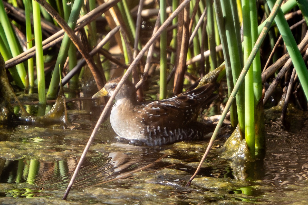 Sora - ML642876759