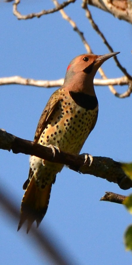 Northern Flicker - ML642876763