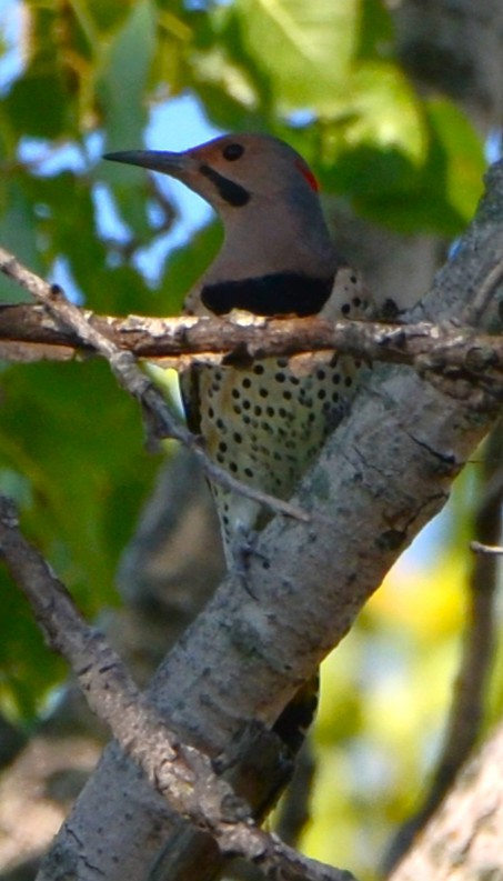 Northern Flicker - ML642876764