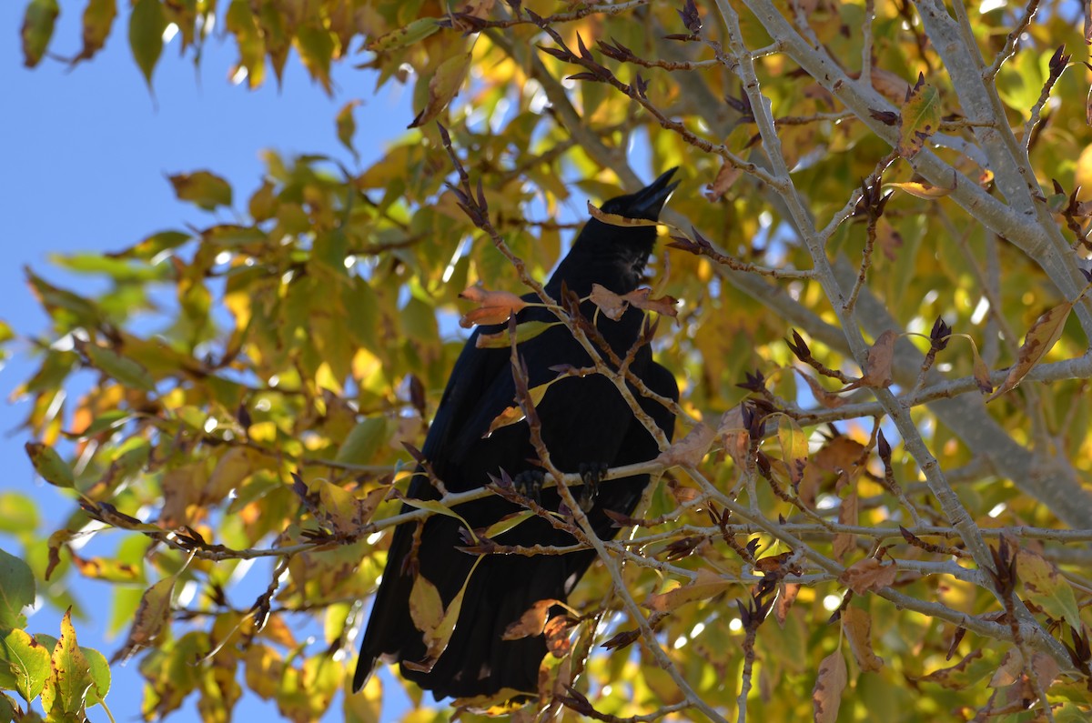 American Crow - ML642876773