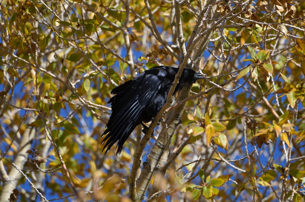 American Crow - ML642876774