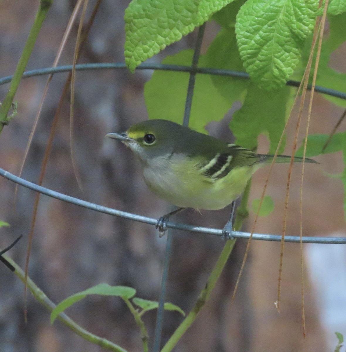 White-eyed Vireo - ML642876776