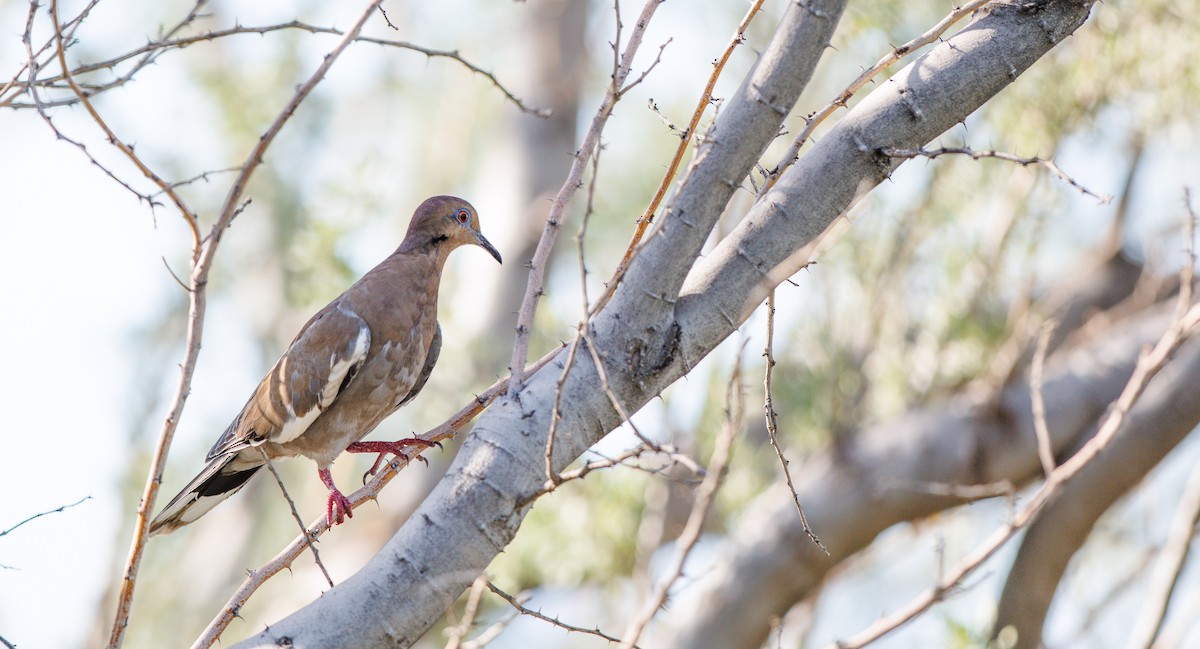 White-winged Dove - ML642876778