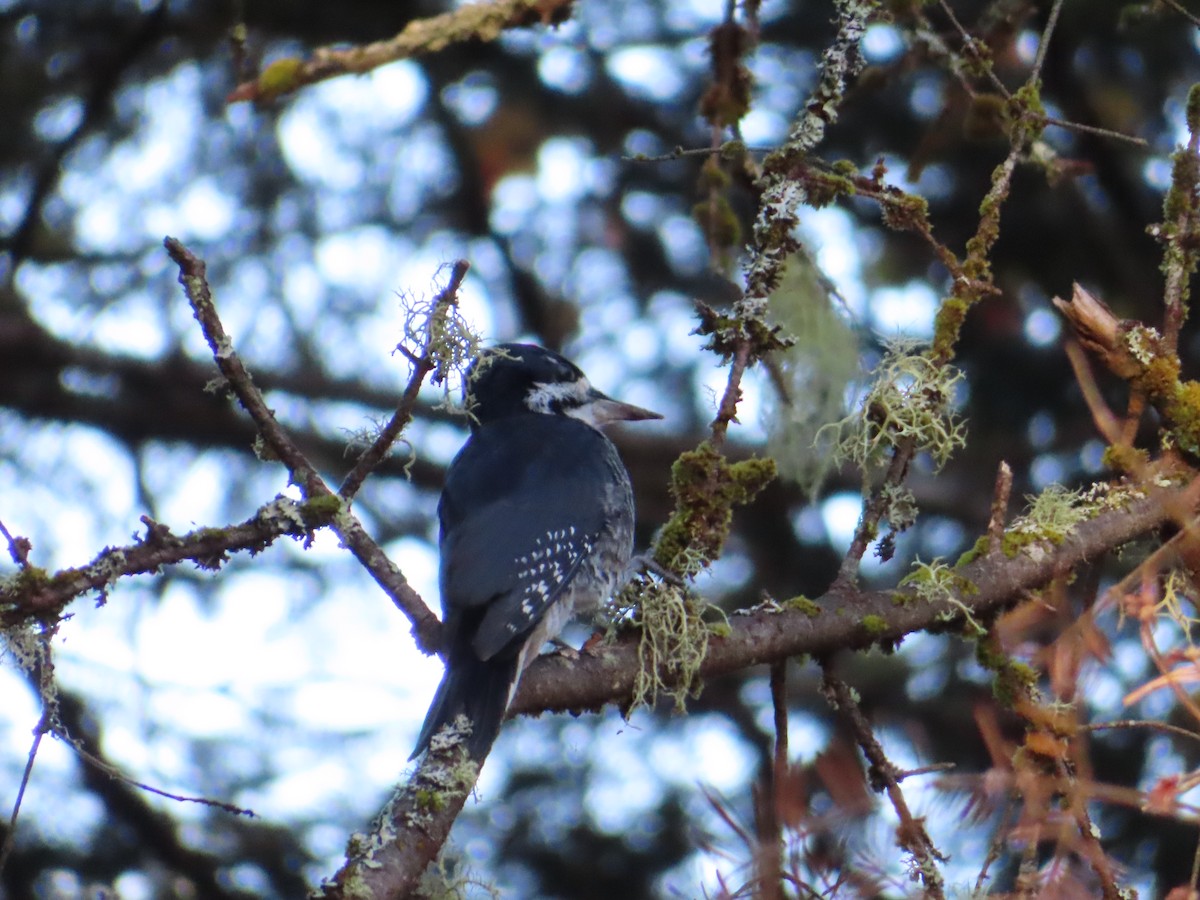 Black-backed Woodpecker - ML642876779