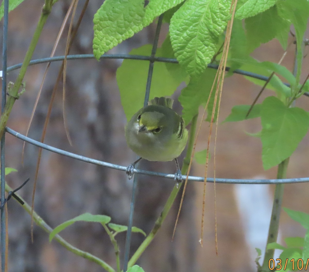 White-eyed Vireo - ML642876782