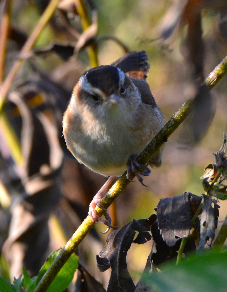 Sedge Wren - ML642876793