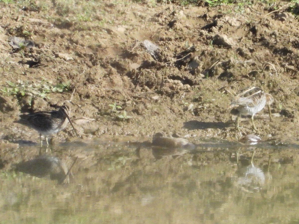 Wilson's Snipe - ML642876810