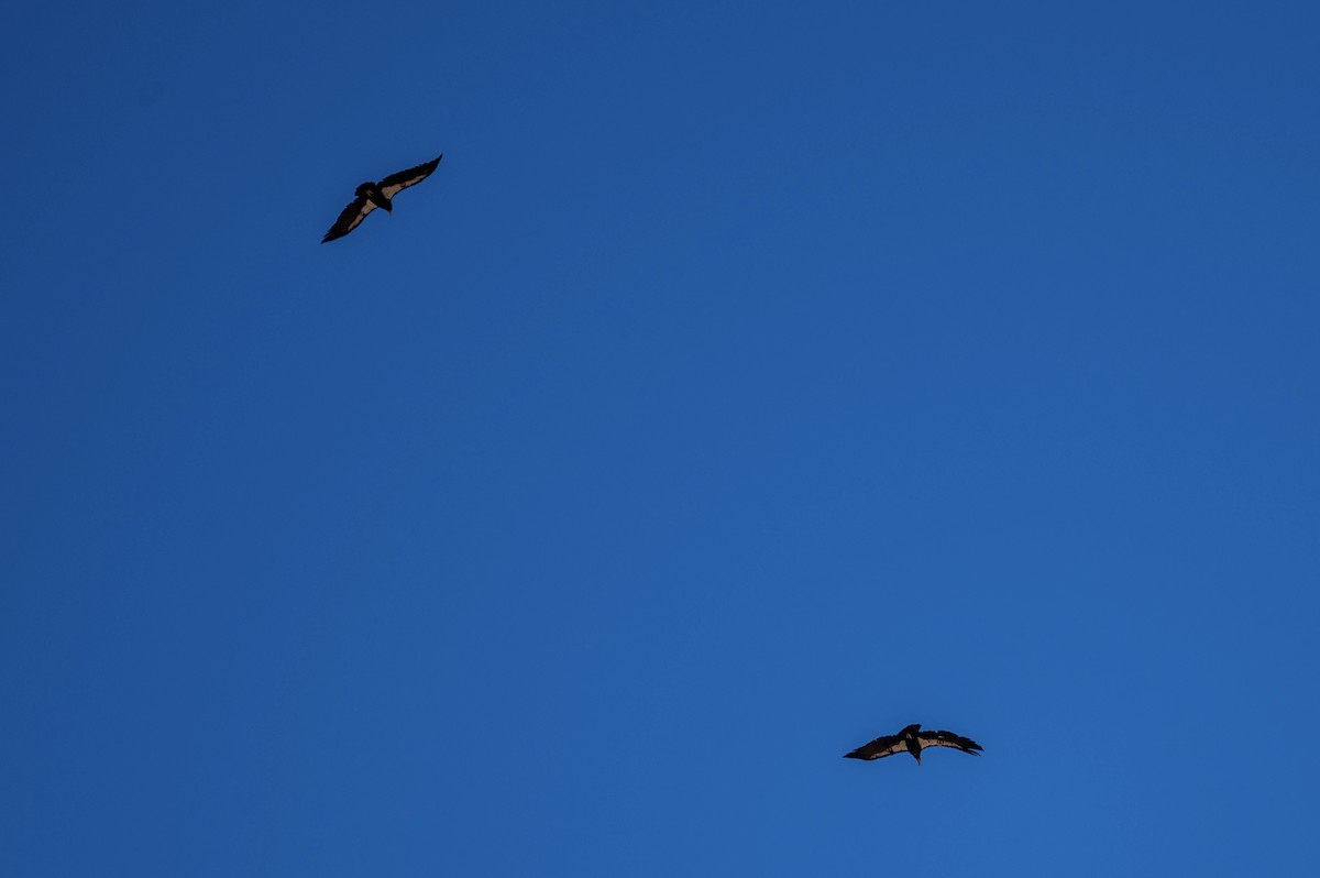 California Condor - ML642876812