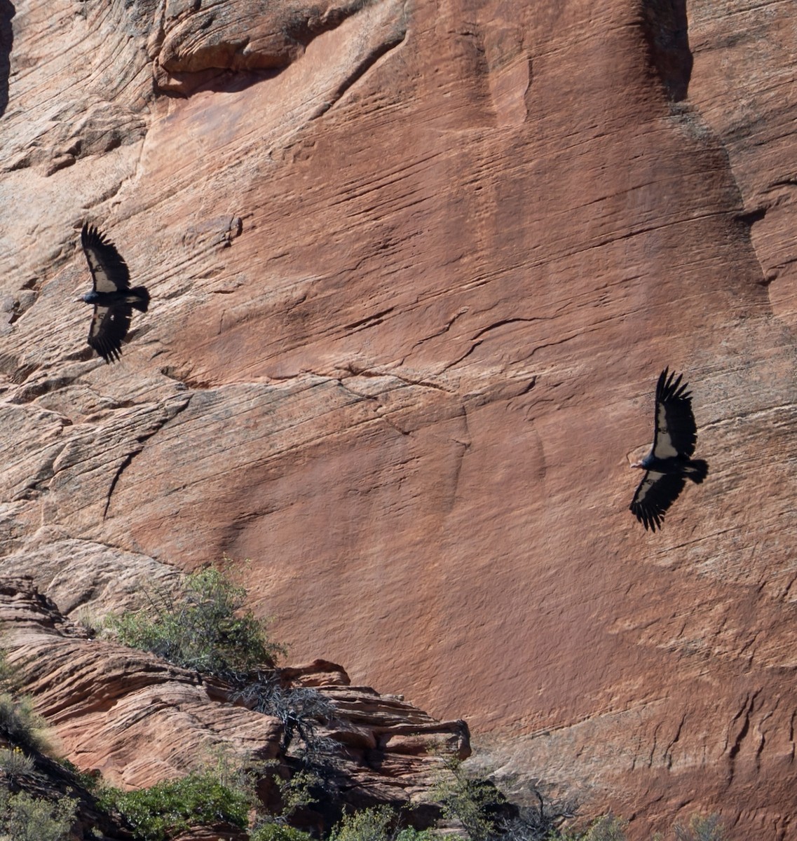 California Condor - ML642876813