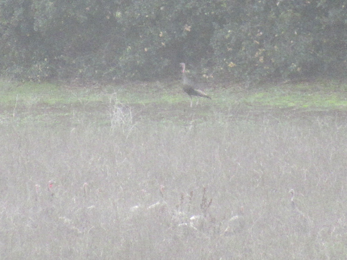 Wild Turkey - ML642876815