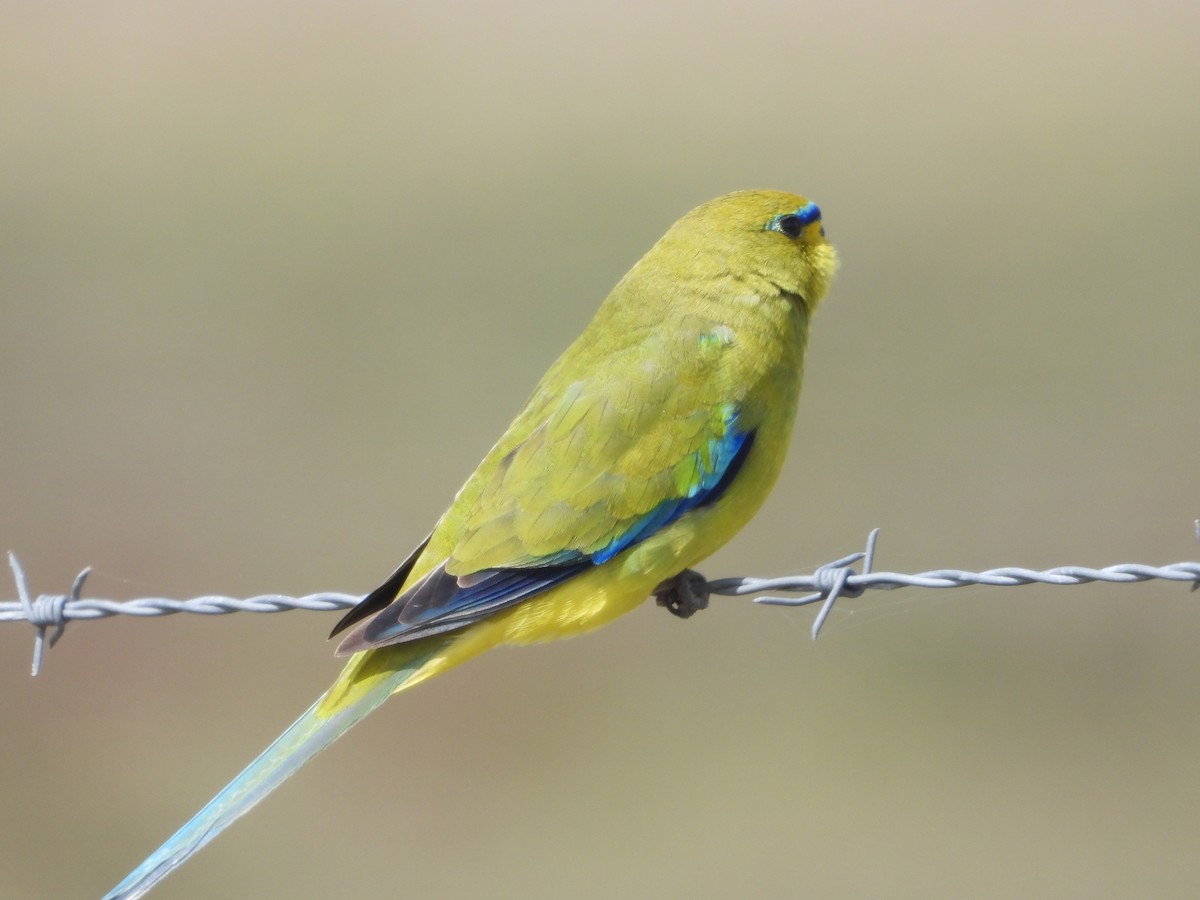 Elegant Parrot - ML642876830