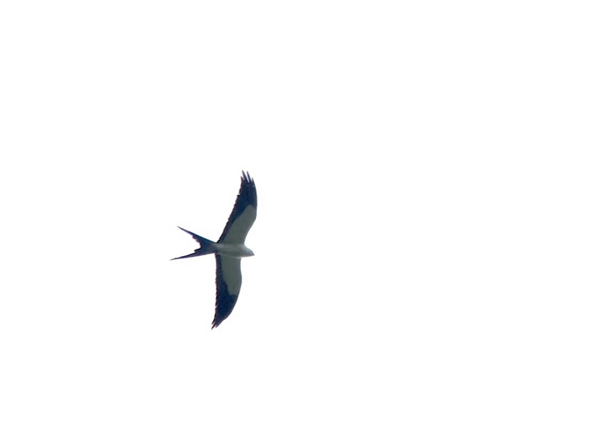 Swallow-tailed Kite - ML642876831