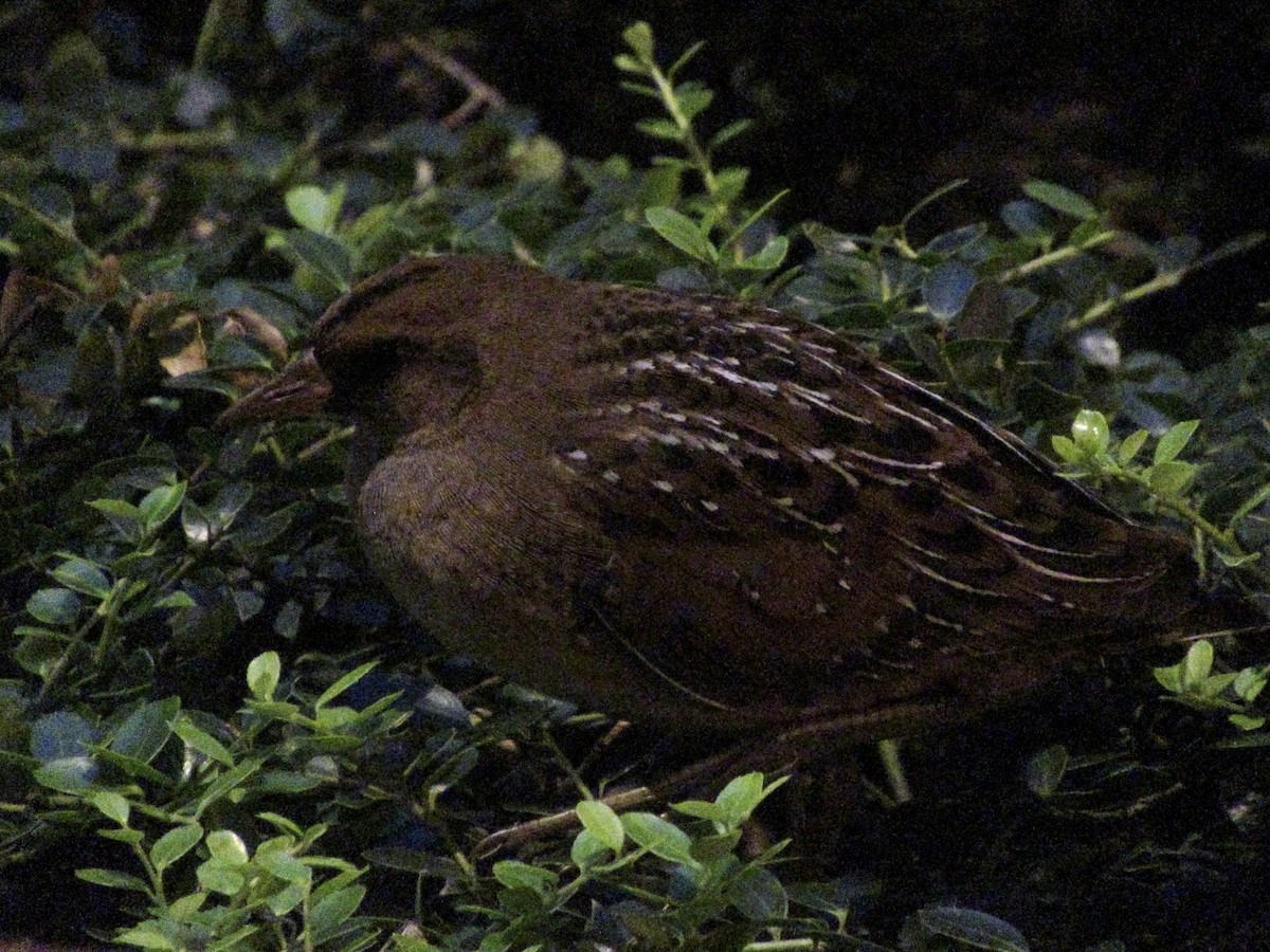 Sora - ML642876856