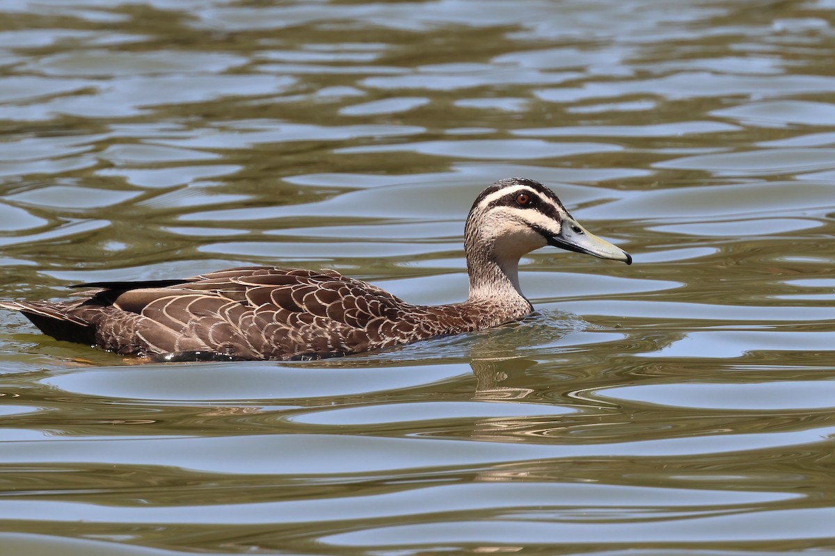 Pacific Black Duck - ML642876859