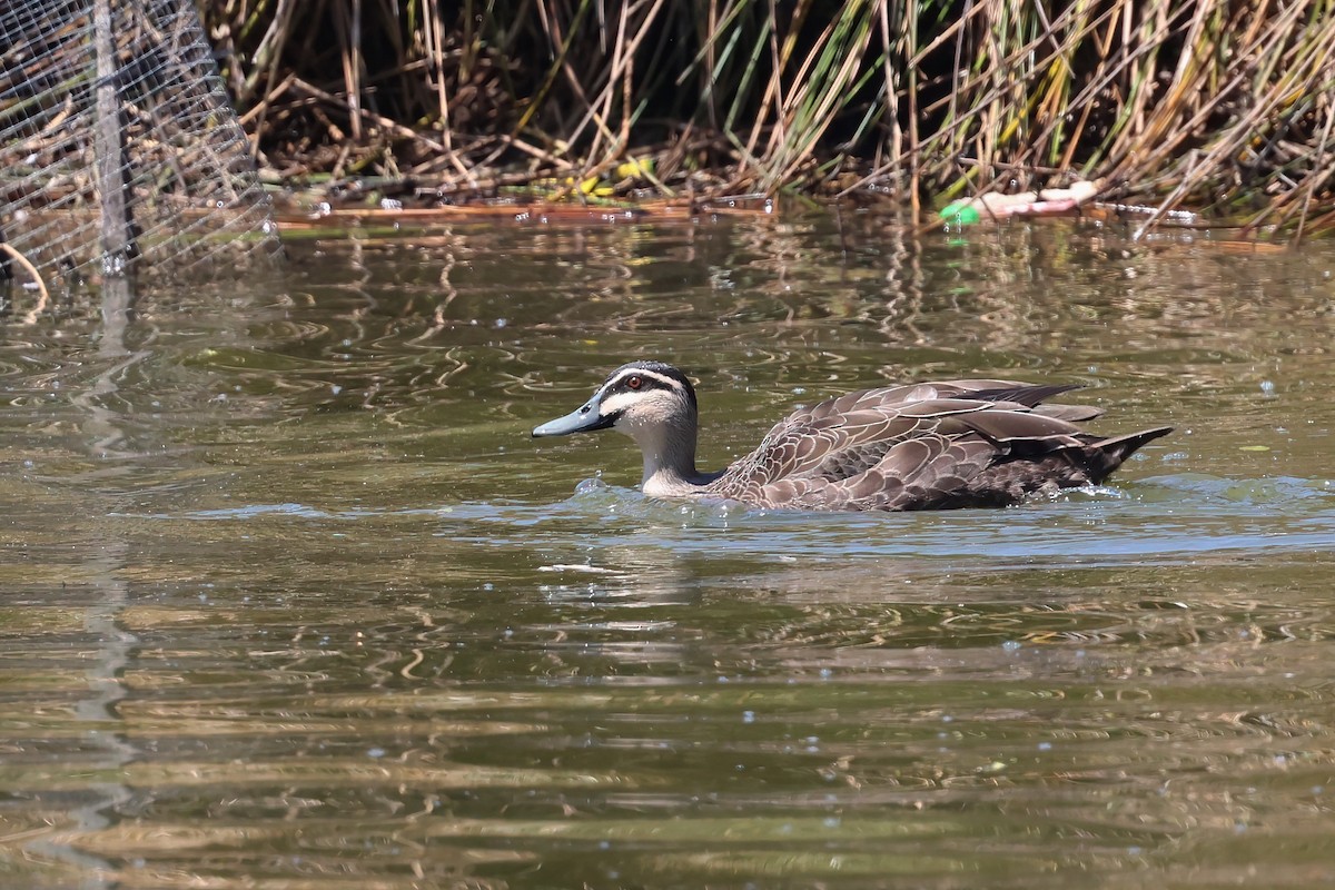 Pacific Black Duck - ML642876860