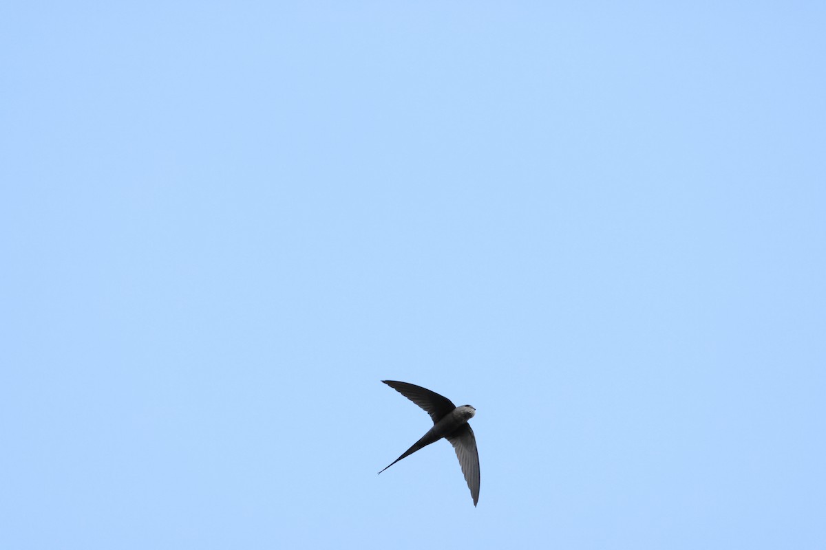 ヤシアマツバメ - ML642876884