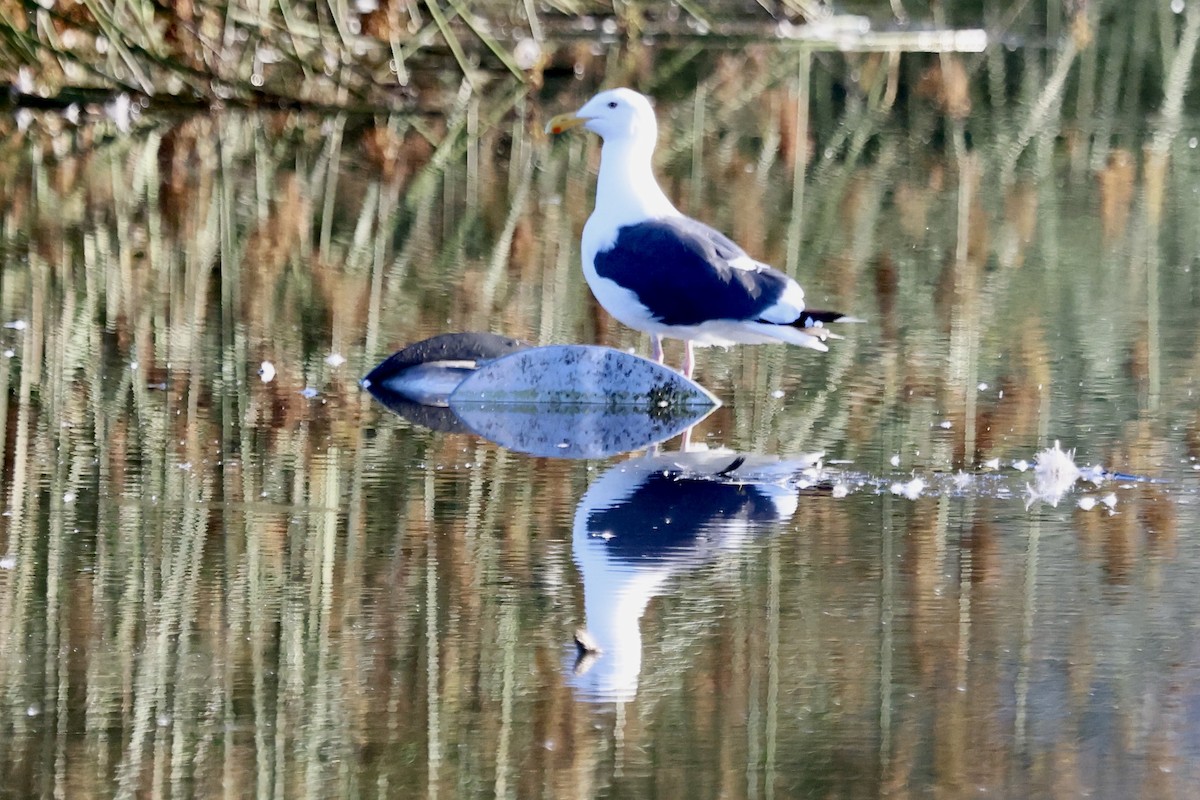Western Gull - ML642876903