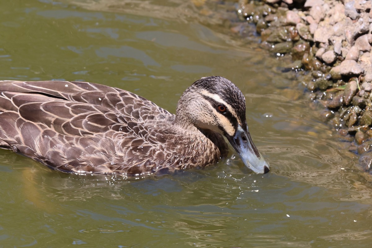 Pacific Black Duck - ML642876906