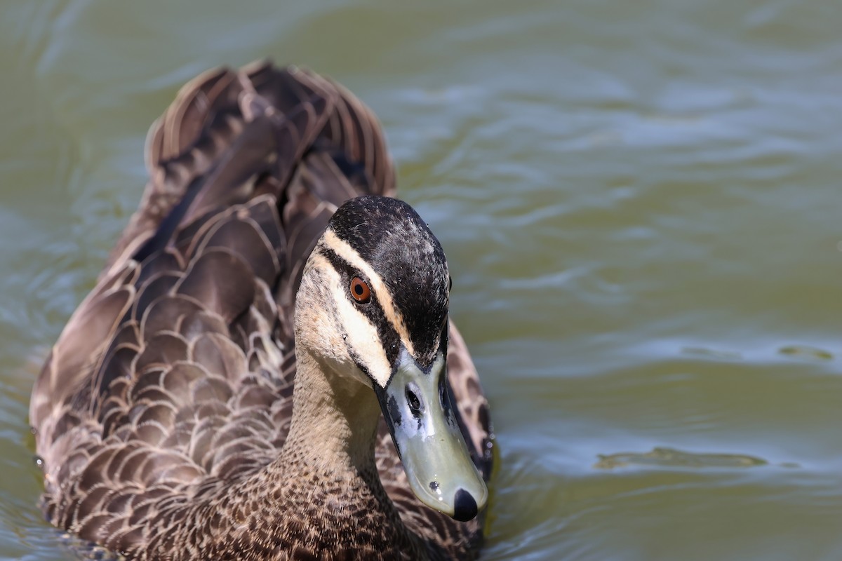 Pacific Black Duck - ML642876907