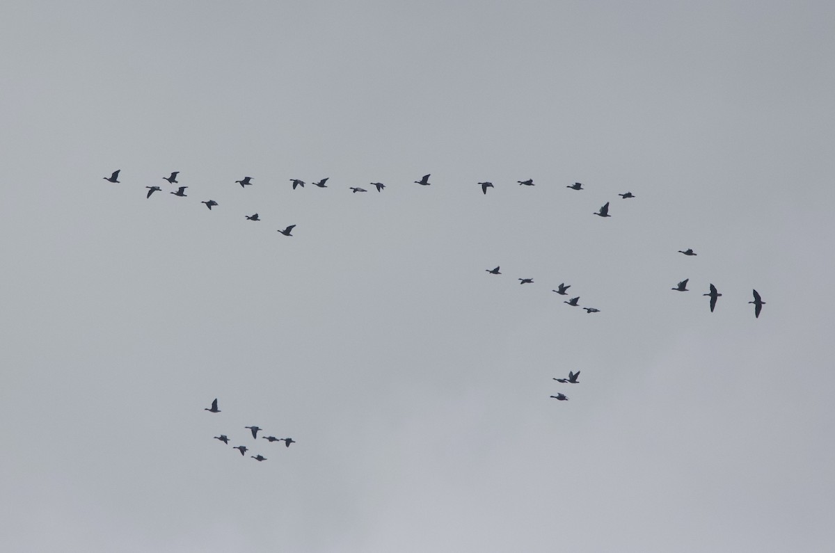 Pink-footed Goose - ML642876910