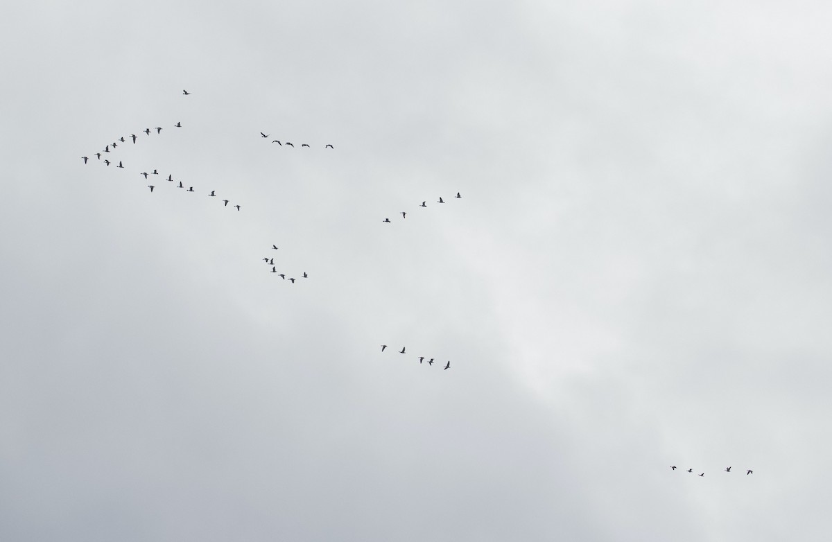 Pink-footed Goose - ML642876911