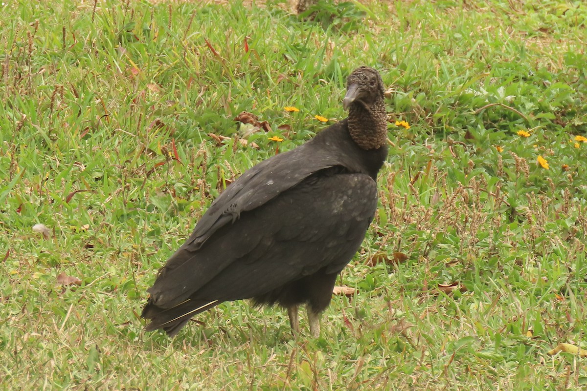 Black Vulture - ML642876916