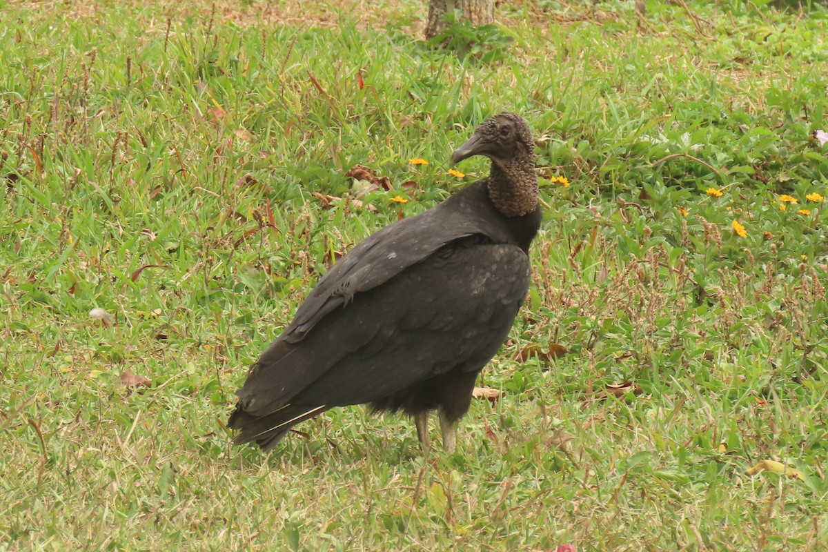 Black Vulture - ML642876917