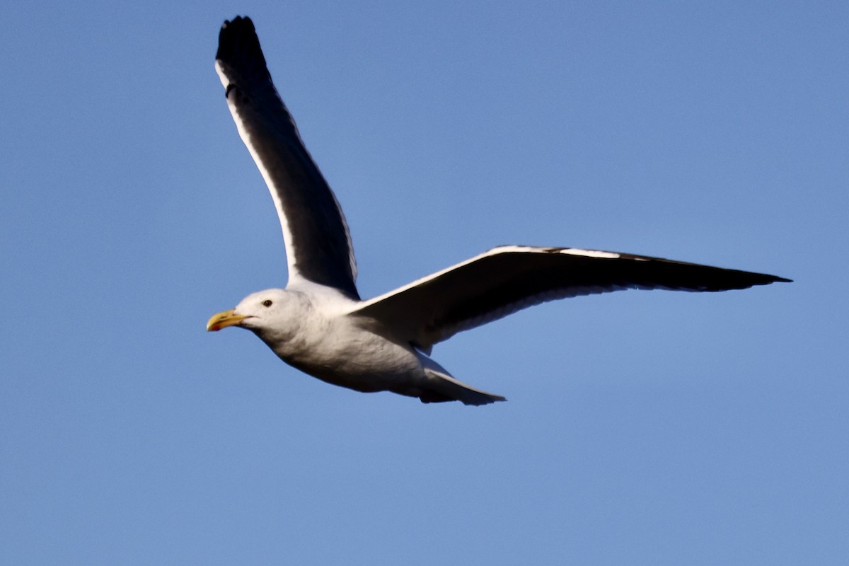 Western Gull - ML642876924