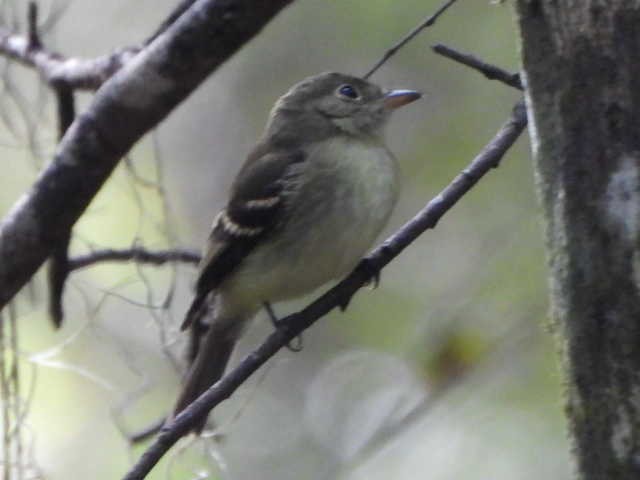Acadian Flycatcher - ML642876934