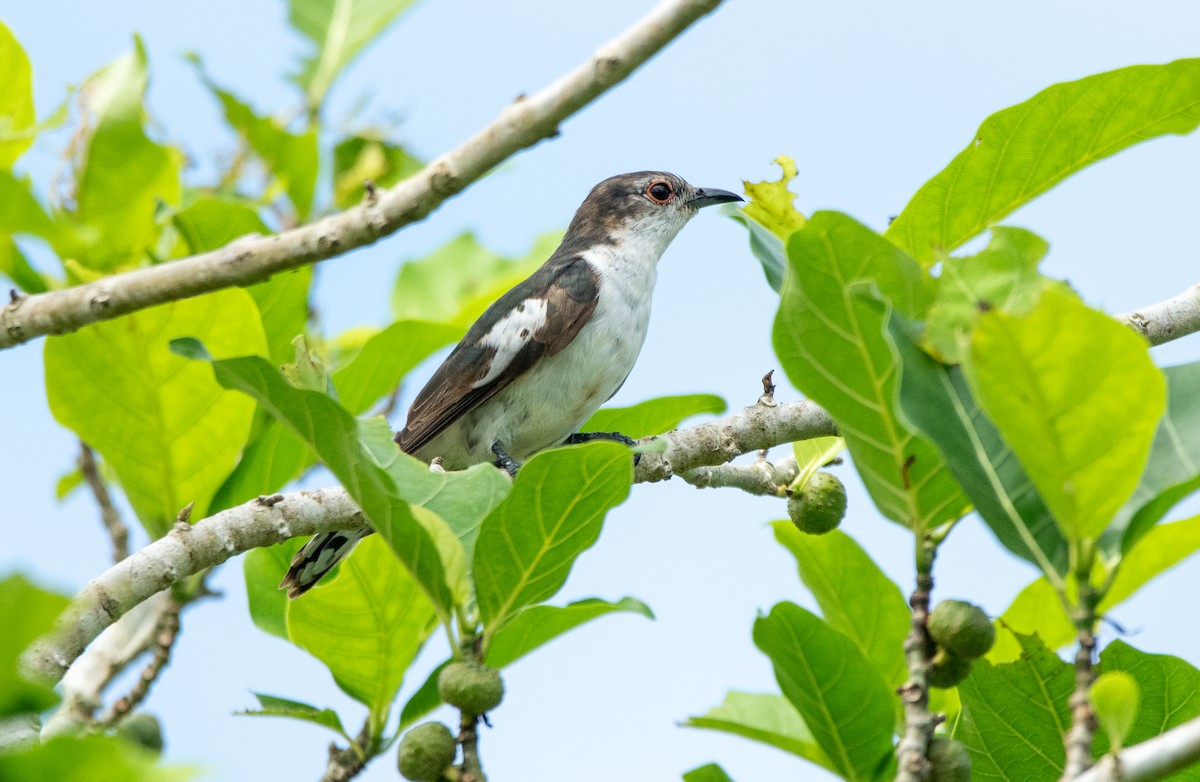 Alaca Zümrüt Guguğu - ML642876951