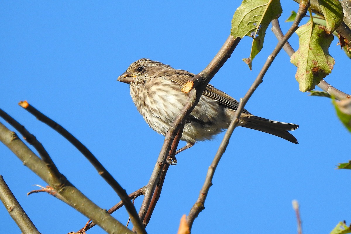 Purple Finch - ML642876954
