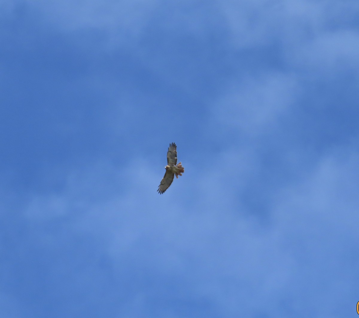 Red-tailed Hawk - ML642876967