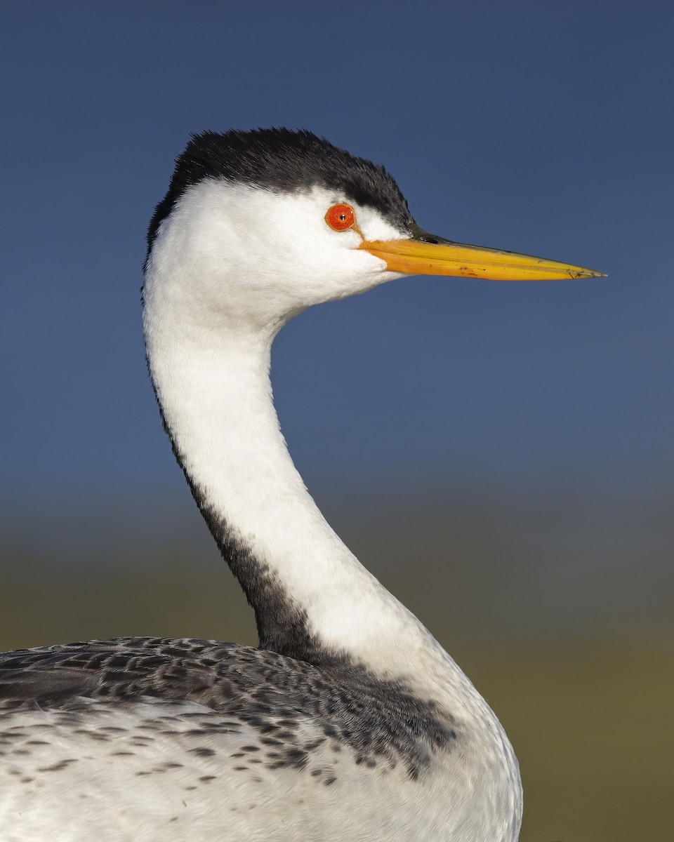 Clark's Grebe - ML642876969