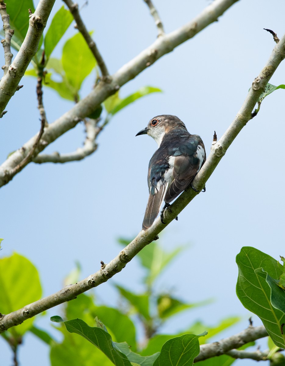 Alaca Zümrüt Guguğu - ML642876991