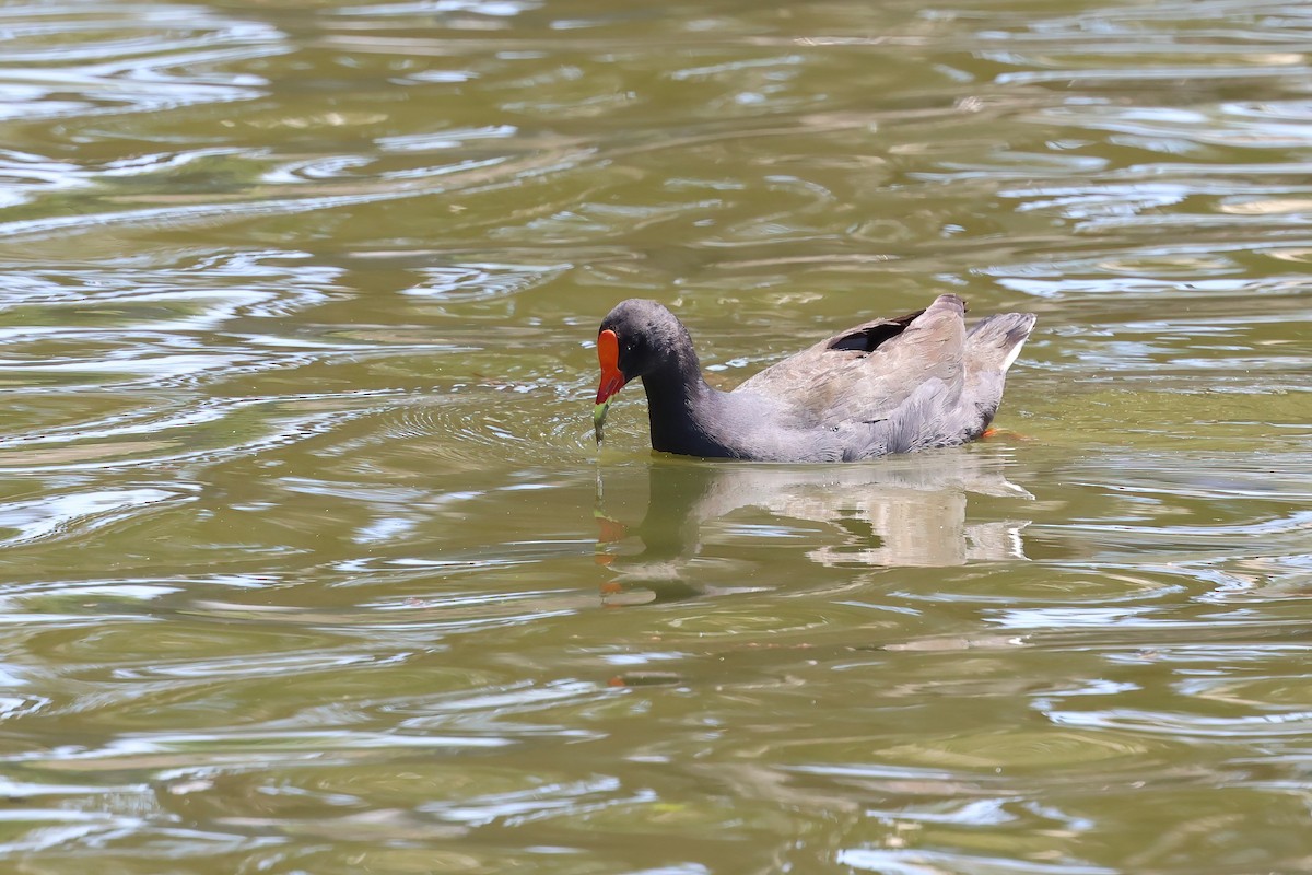 Dusky Moorhen - ML642876998