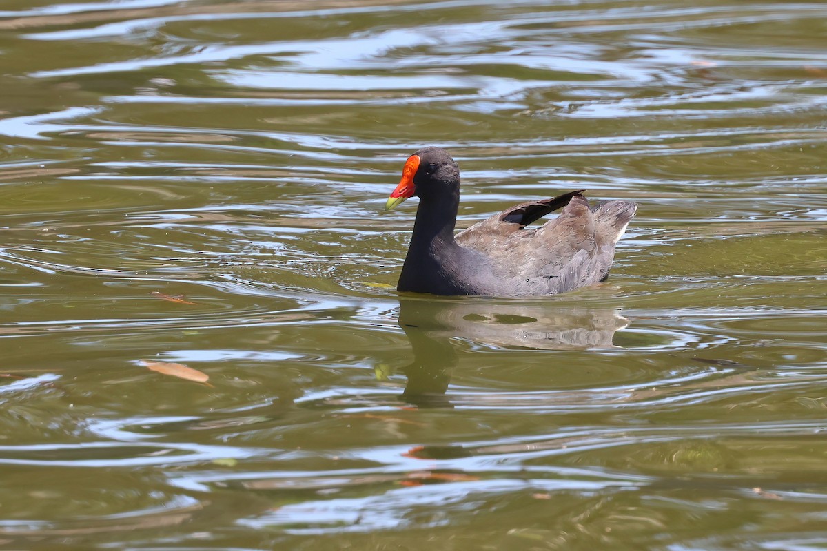 Dusky Moorhen - ML642877000