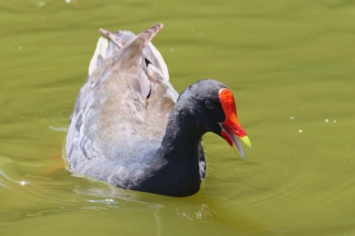 Dusky Moorhen - ML642877001