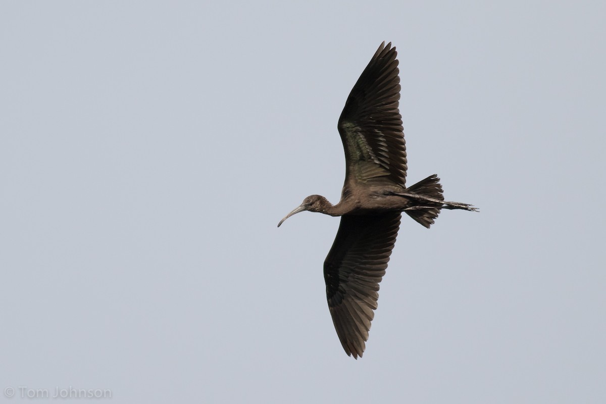 ibis hnědý - ML64287701