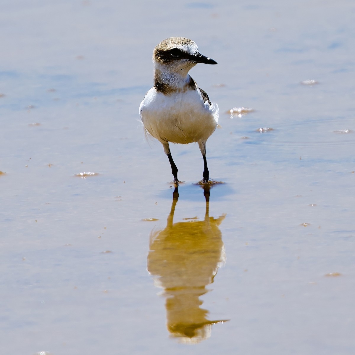 Javan Plover - ML642877011