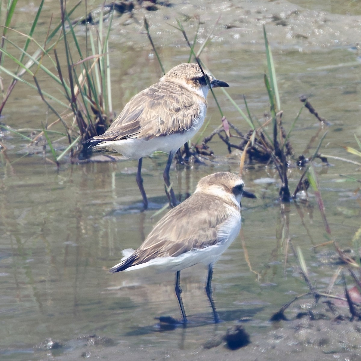 Javan Plover - ML642877012