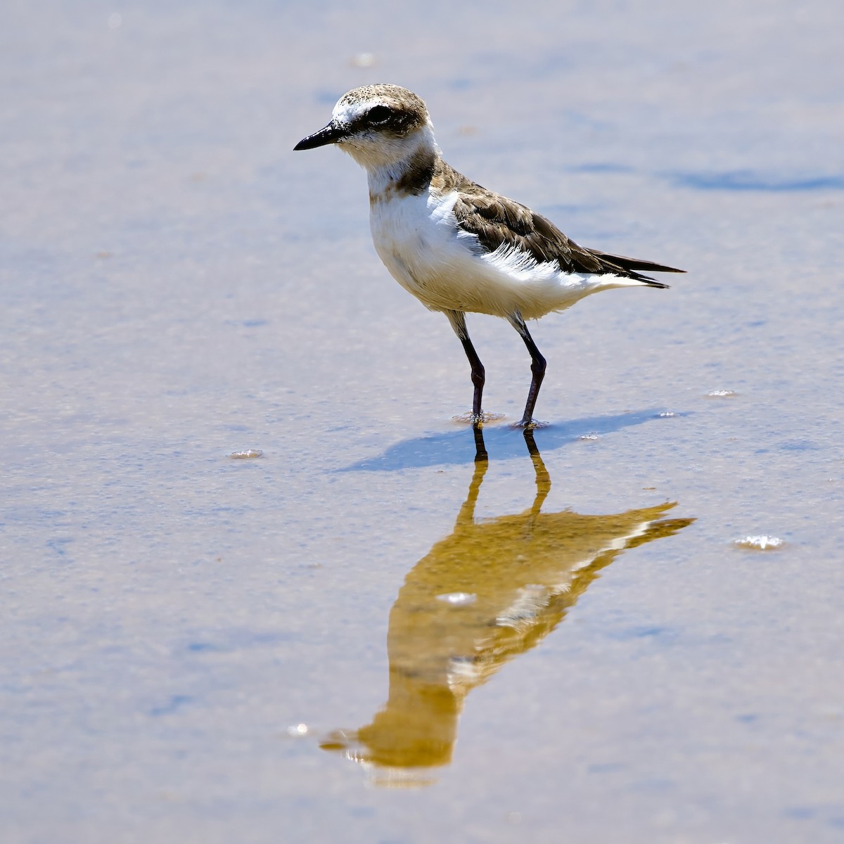 Javan Plover - ML642877013
