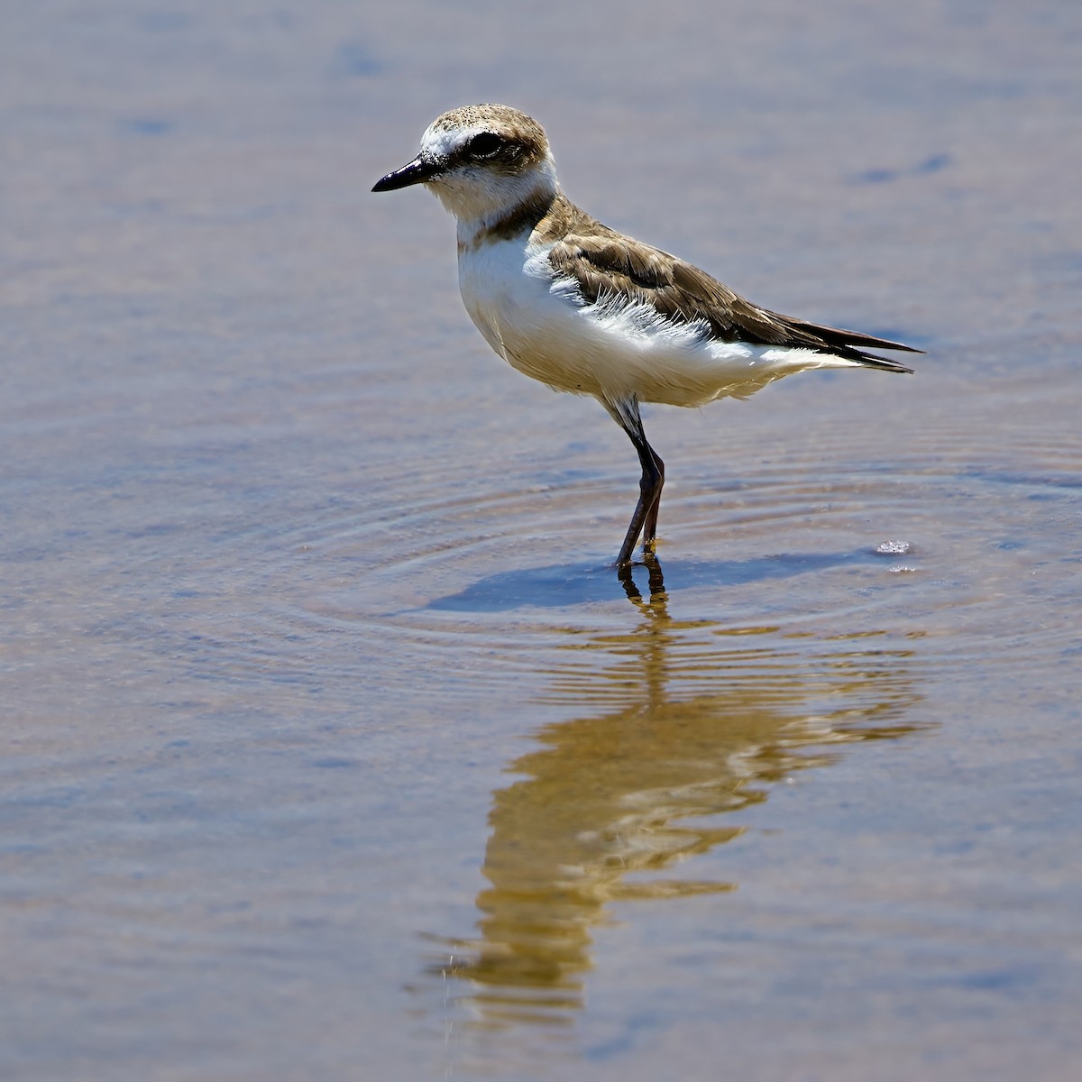 Javan Plover - ML642877014