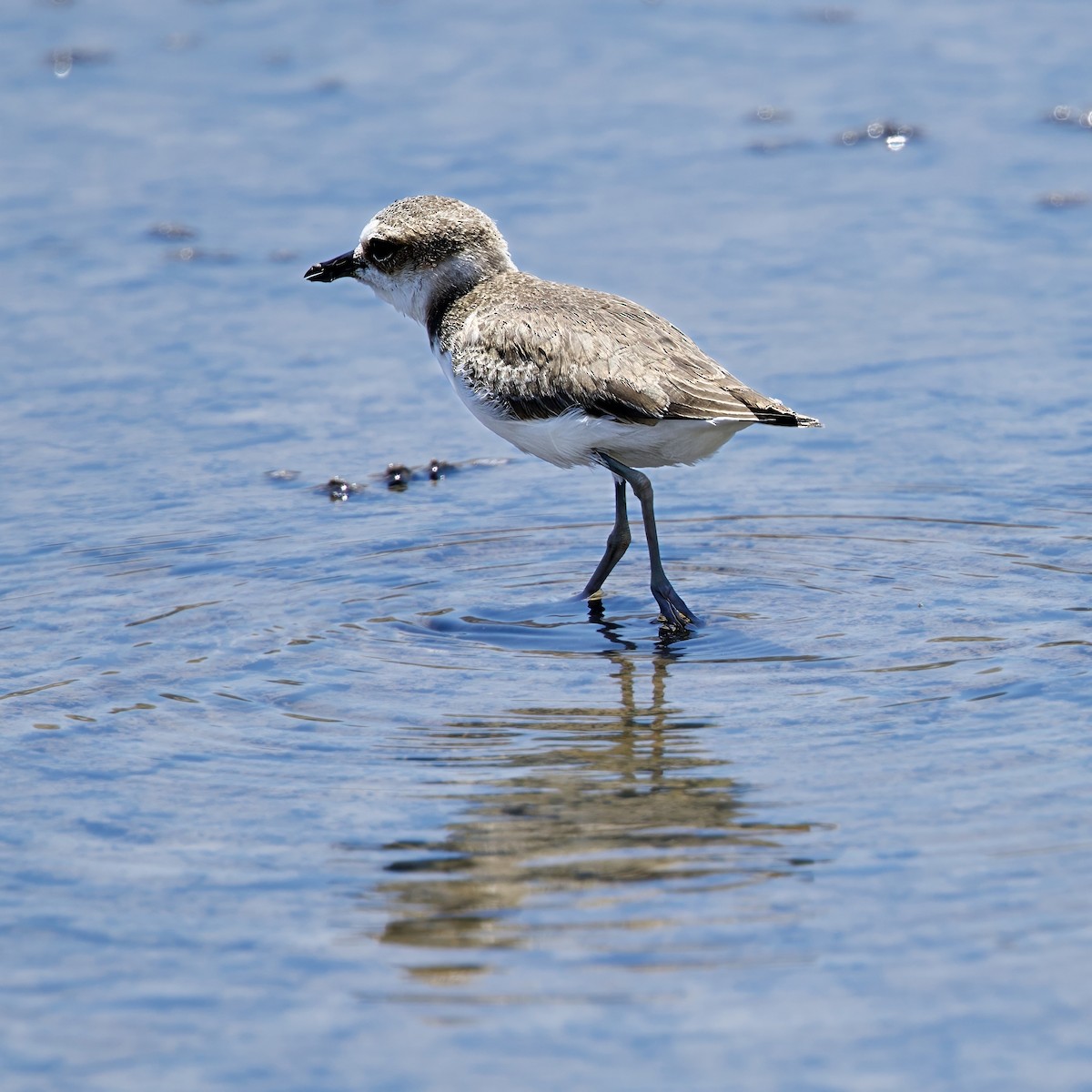 Javan Plover - ML642877015