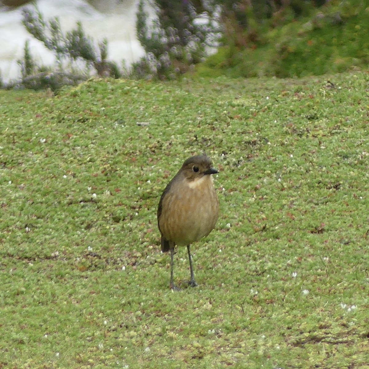 Tawny Antpitta - ML642877016