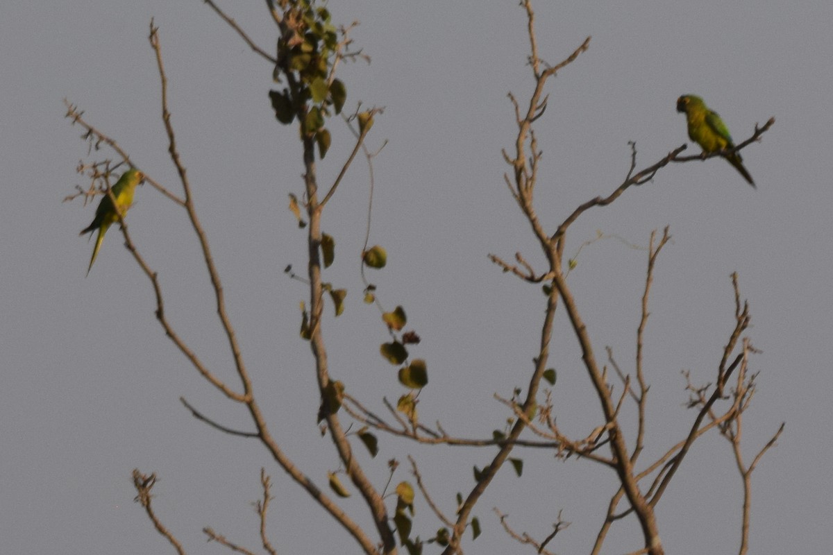 Peach-fronted Parakeet - ML642877022