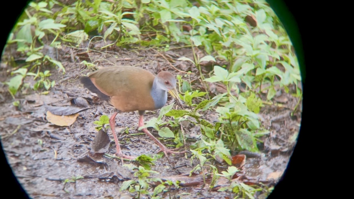 Russet-naped Wood-Rail - ML642877027