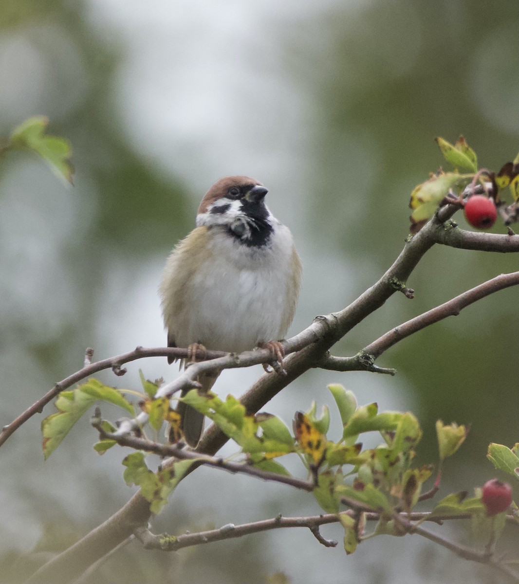 Eurasian Tree Sparrow - Simon West