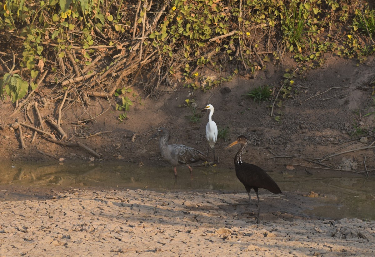Limpkin - ML642877042